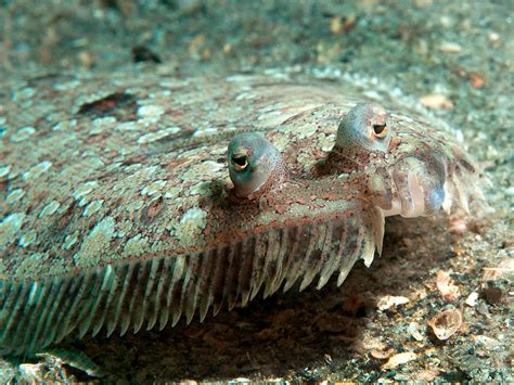 flounder fish|Flounder: The Flatfish that is a Master of Disguise .